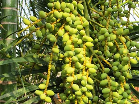 Growing Date Palms – A Beginners Guide .